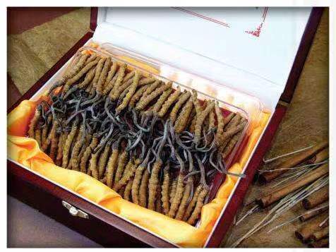 凉城冬虫夏草回收